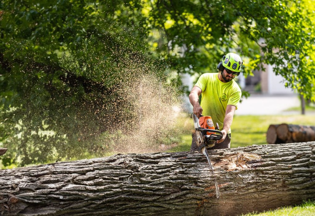 tree care