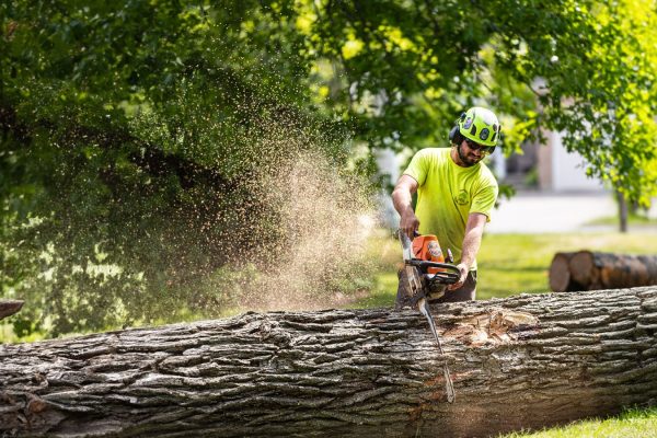 tree care